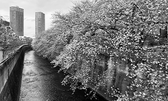 桜並木の写真