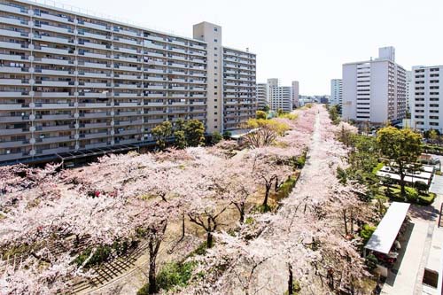 団地に桜が咲いている写真