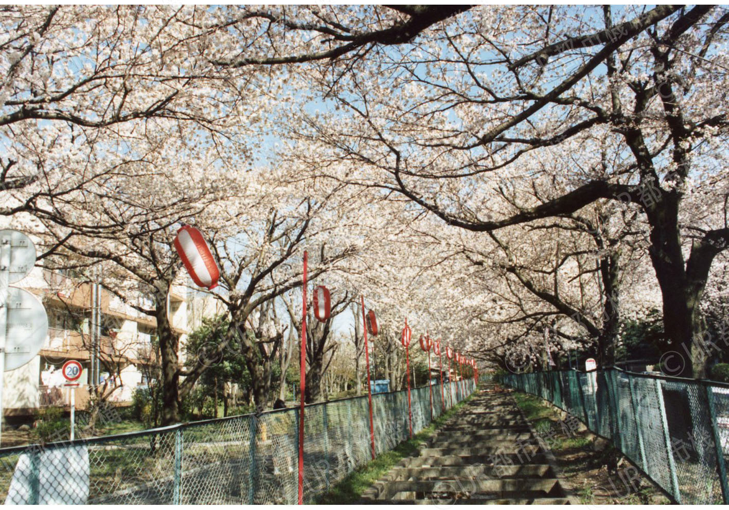 団地の桜