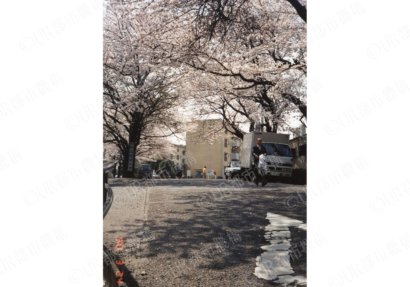 団地の桜