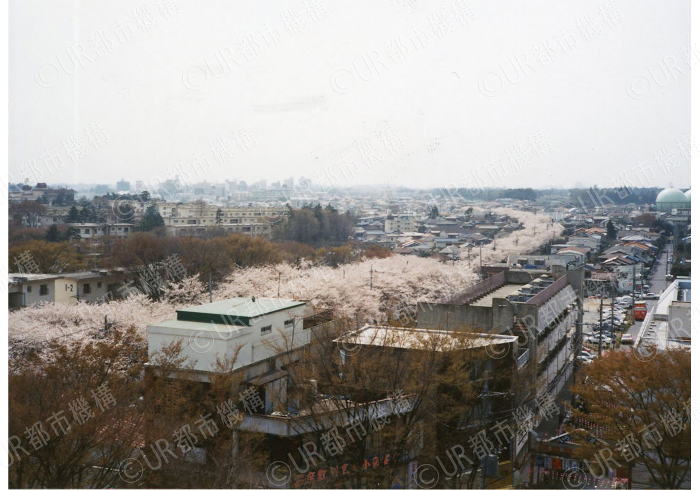 団地の桜