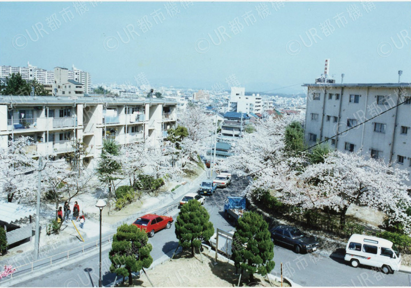 団地の桜