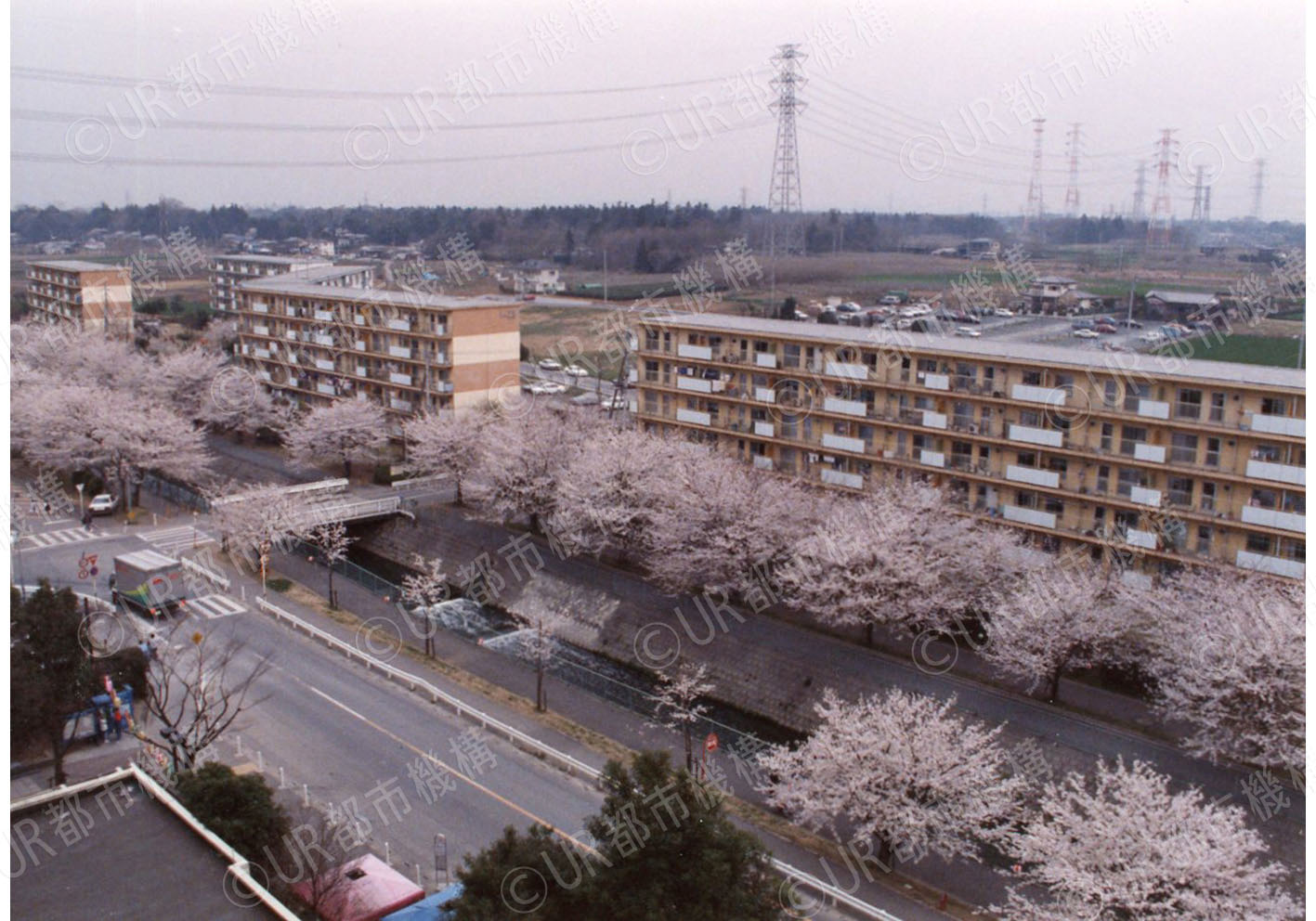 団地の桜