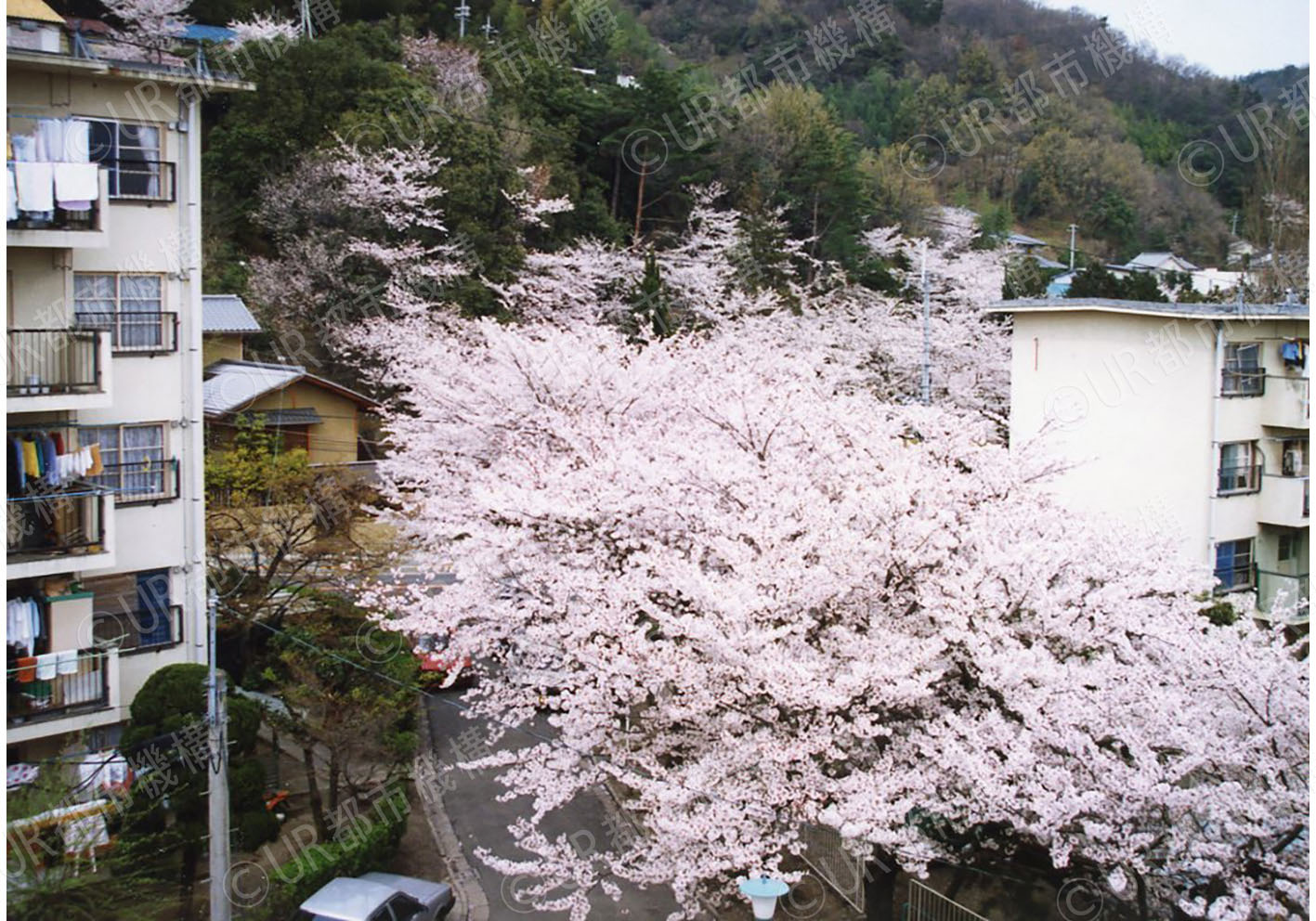 団地の桜