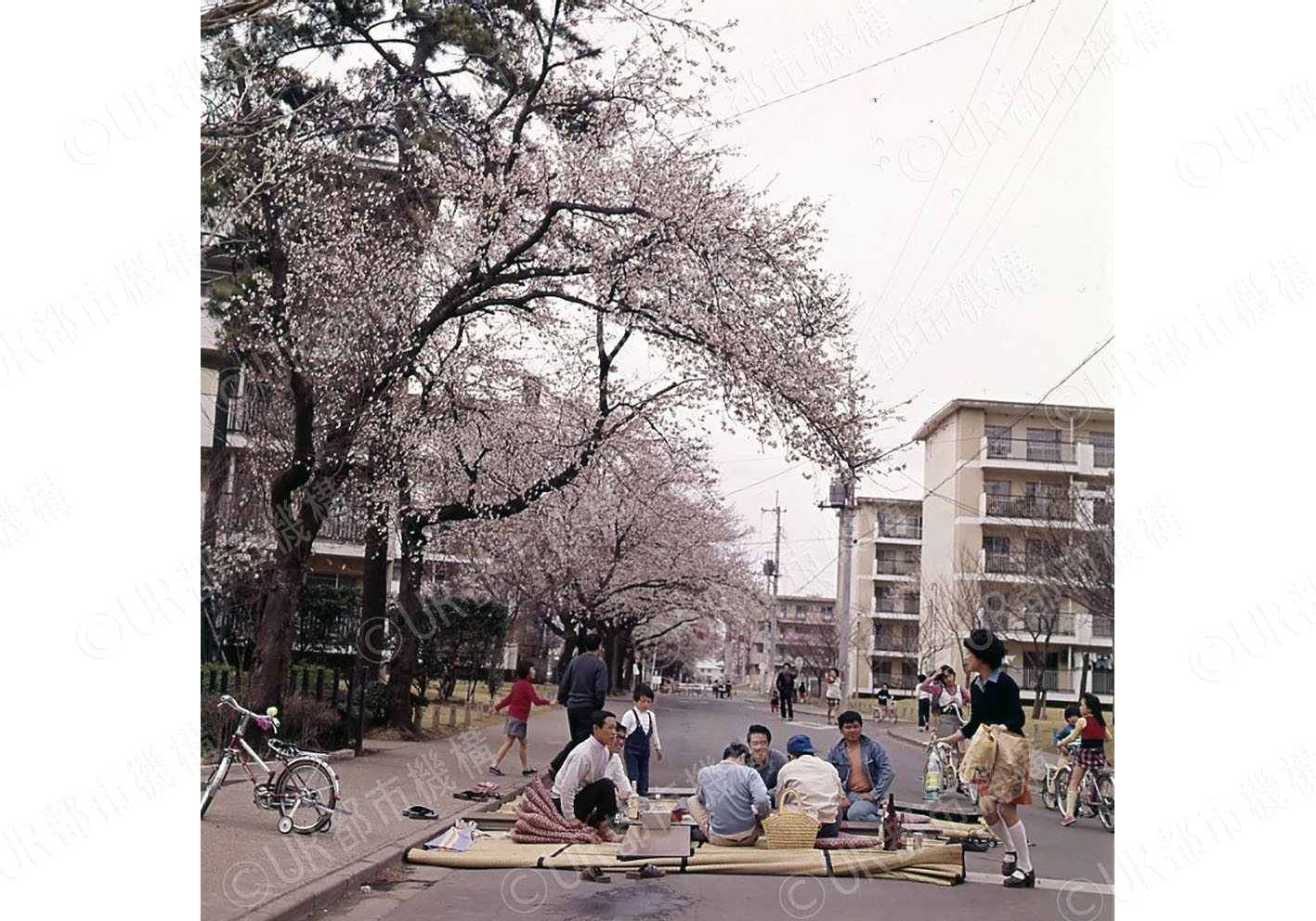 団地内道路・花見