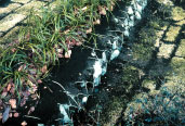いきものの生息環境を意識した植生ジャカゴ