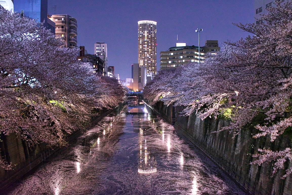 夜桜の中のタワー