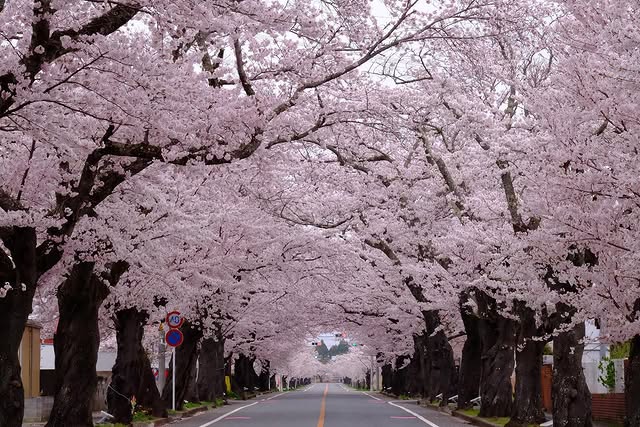 復興の桜トンネル