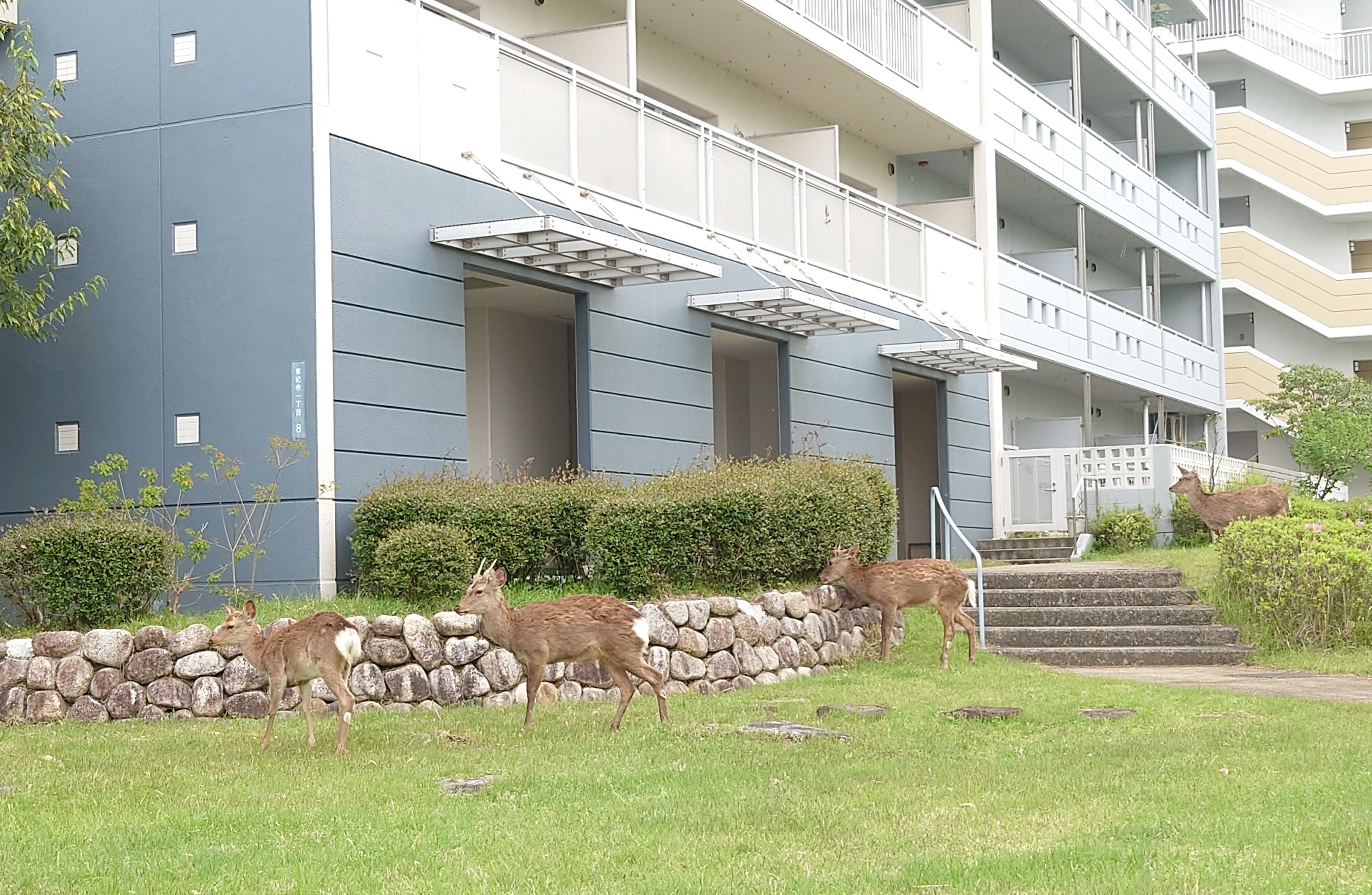 UR団地で戯れる奈良の鹿