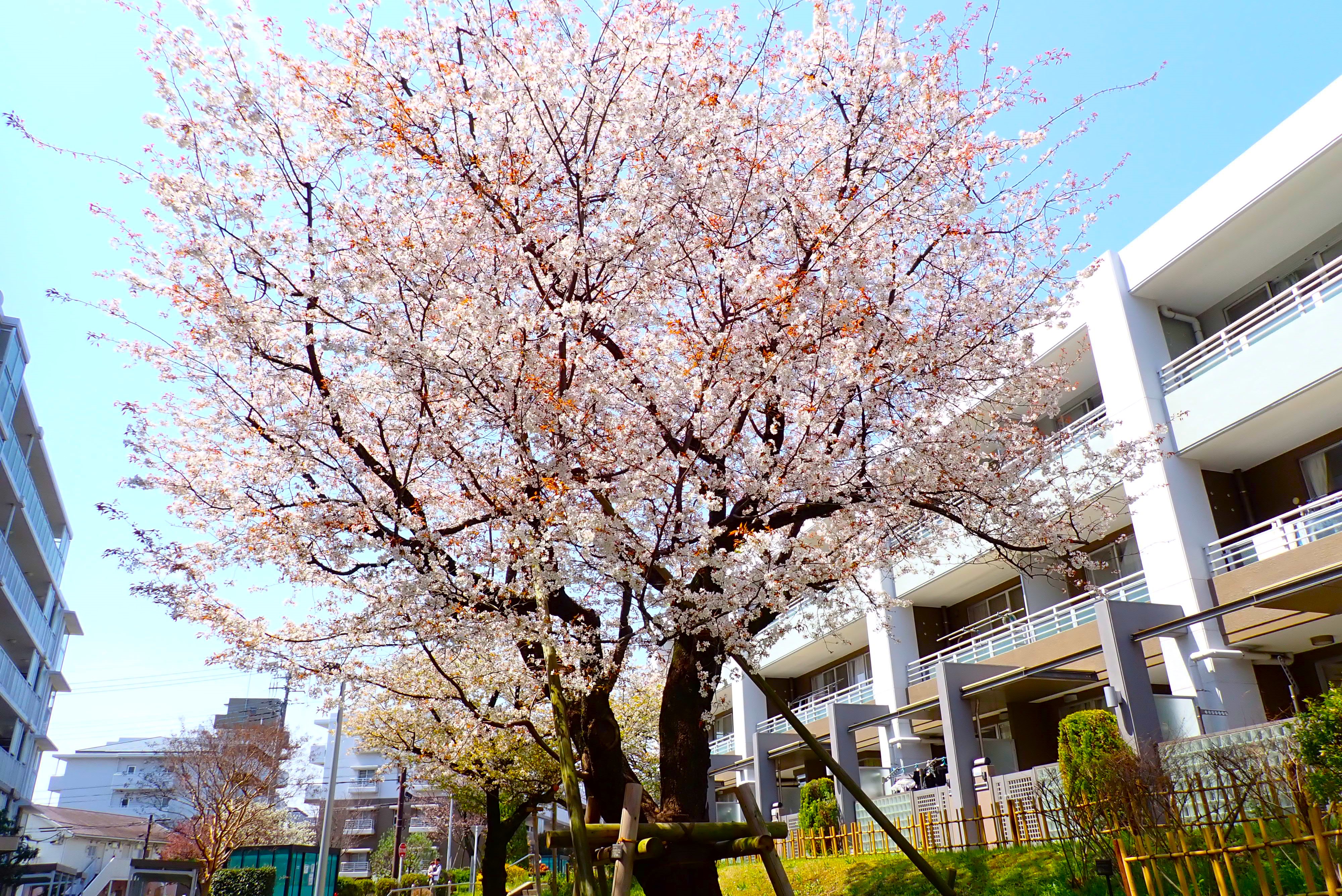 団地に咲く美しい桜