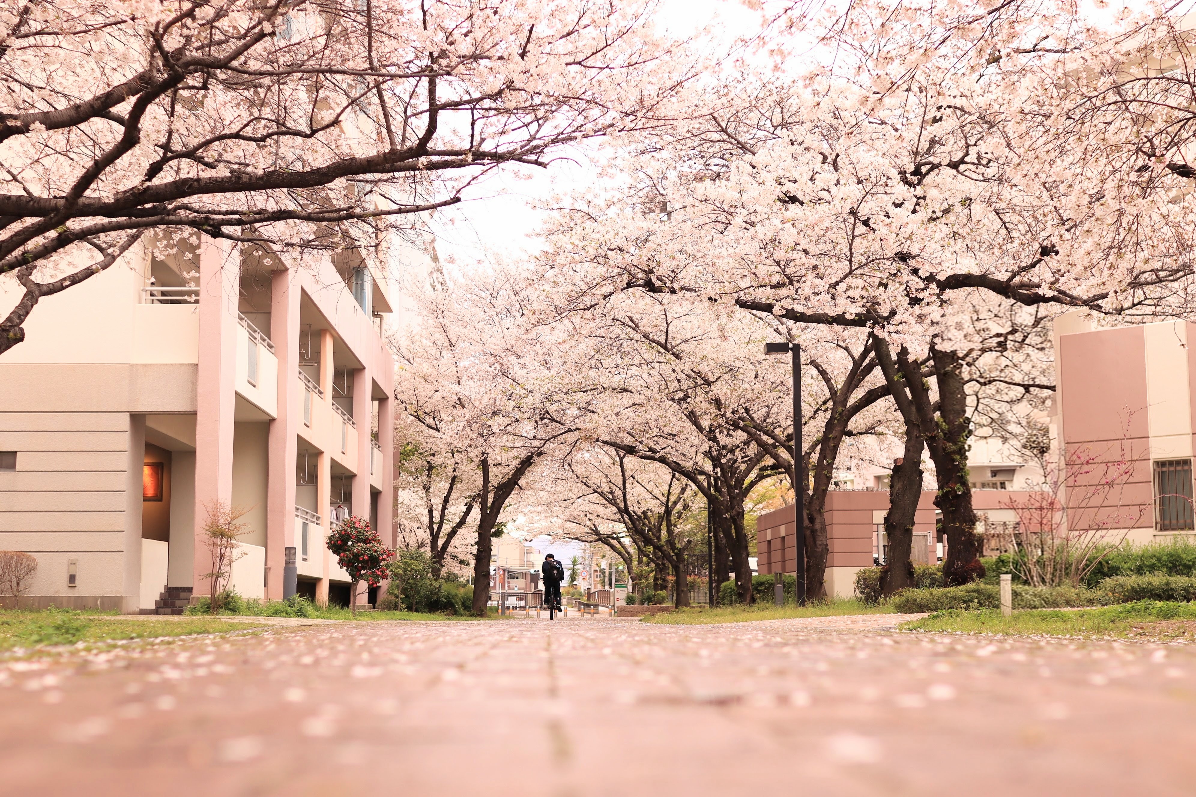 桜のトンネル、まちをつなぐ