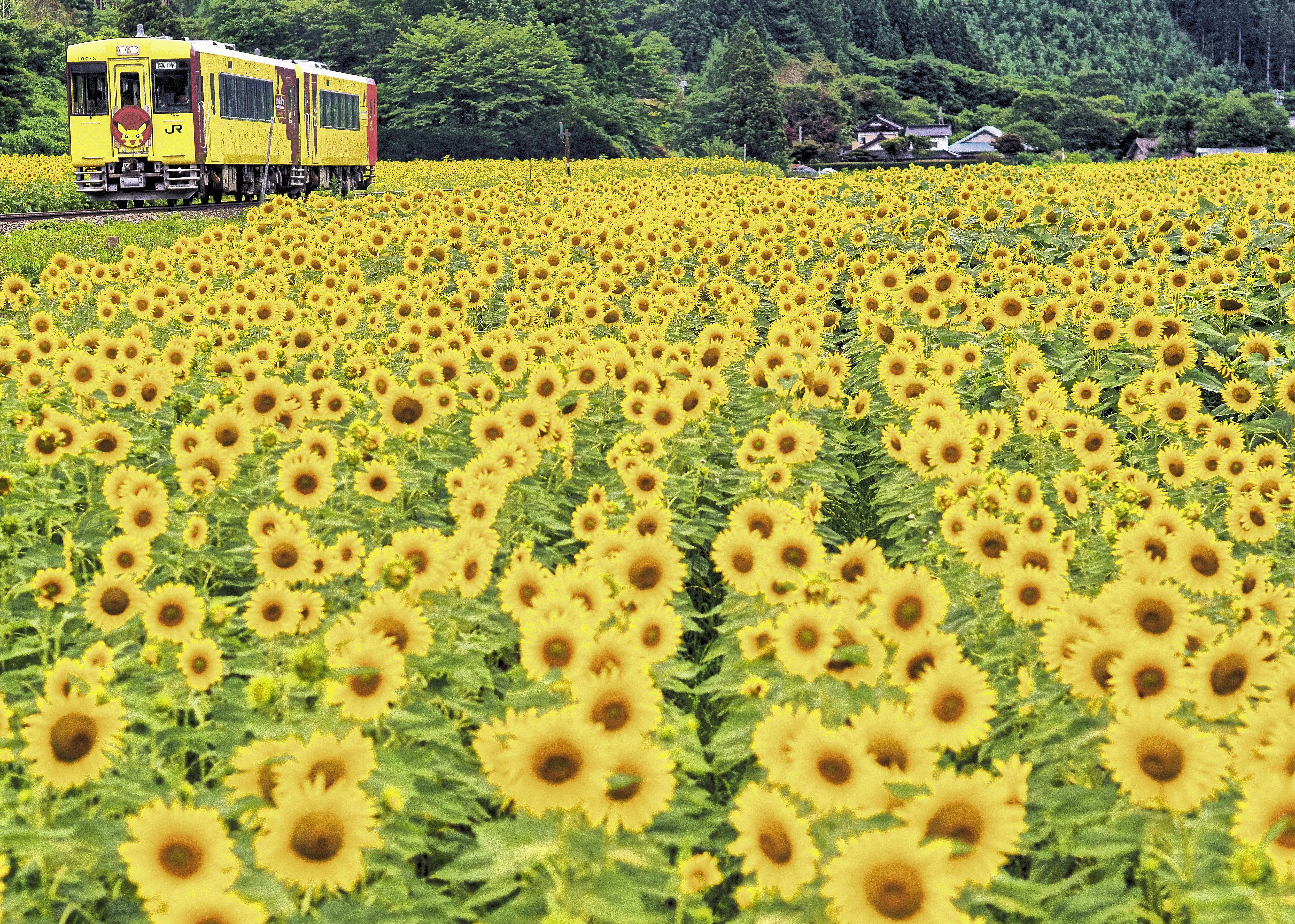 太陽がいっぱい