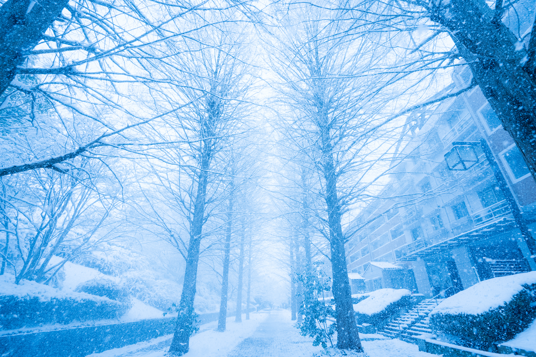 雪降る遊歩道