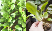 本葉が5、6枚に育ったら(写真左)、根を切らないようにそっと掘り起こし移植するとよい(写真右)