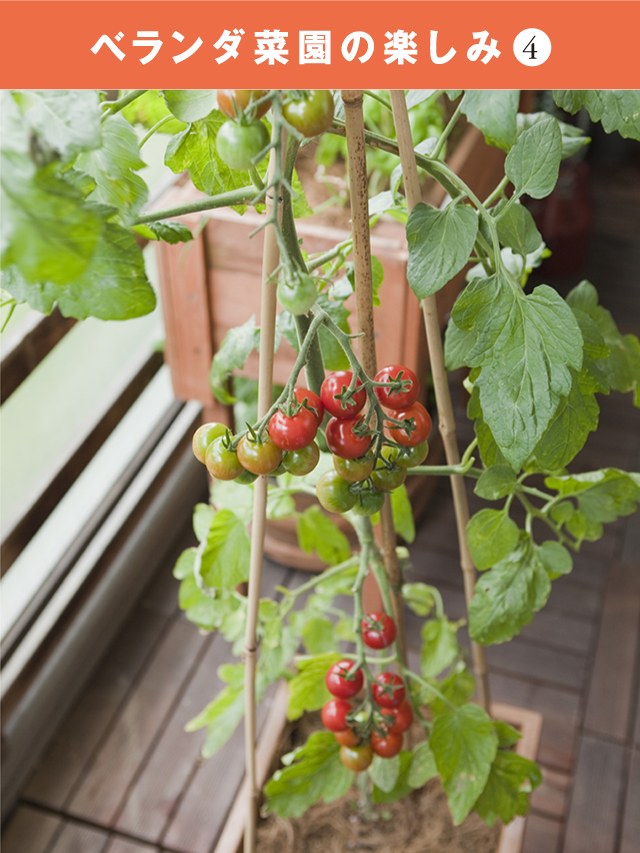 ベランダ菜園の楽しみ 4 ｕｒ都市機構