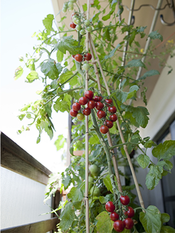 ベランダ菜園の楽しみ 4 ｕｒ都市機構