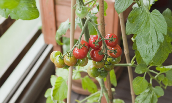 ベランダ菜園の楽しみ