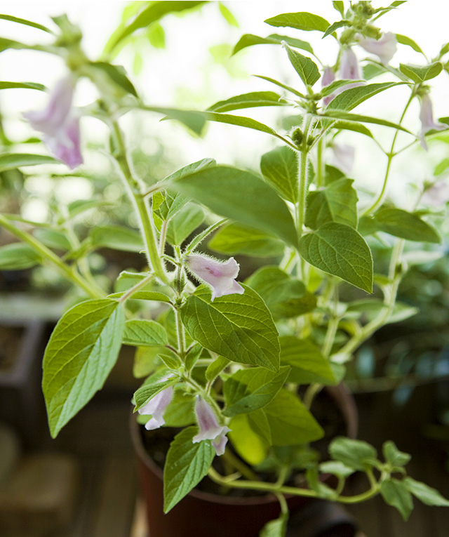 ベランダ菜園の楽しみ（8）