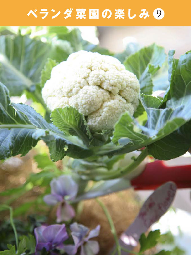 ベランダ菜園の楽しみ(9)