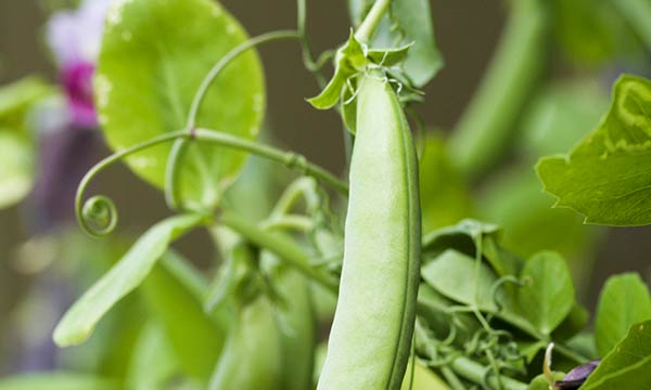 ベランダ菜園の楽しみ