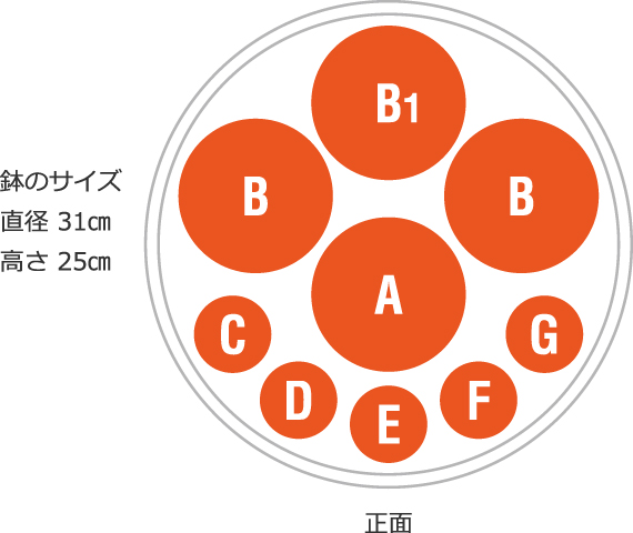 鉢のサイズ：横31㎝／奥行13㎝／高さ13㎝