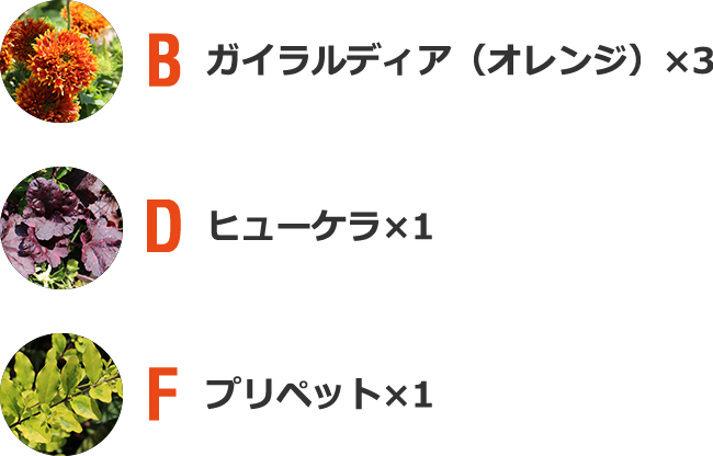 D マツノハマンネングサ×1 E ワイヤープランツ×1 F ビオラ・ラブラドリカ×1 G ケール×1