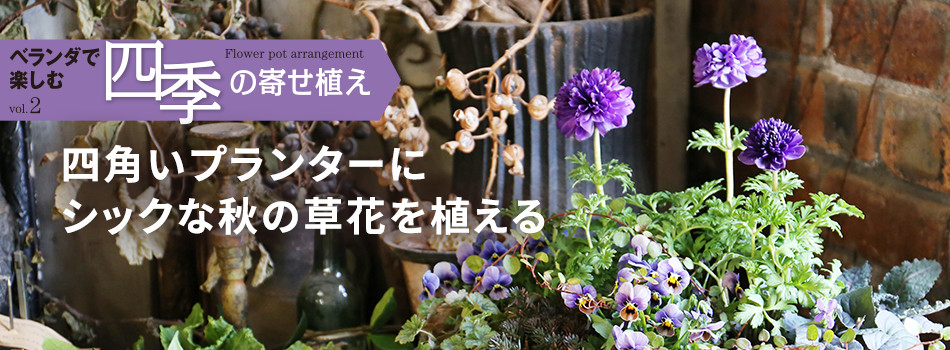 ベランダで楽しむ四季の寄せ植えvol.2　四角いプランターにシックな秋の草花を植える