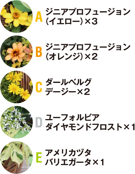 A ジニアプロフュージョン（イエロー）×3 Bジニアプロフュージョン（オレンジ）×2 C ダールベルグデージー×2 D ユーフォルビアダイヤモンドフロスト×1