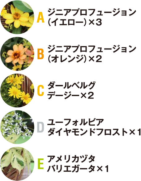 A ジニアプロフュージョン(イエロー)×3 Bジニアプロフュージョン(オレンジ)×2 C ダールベルグデージー×2 D ユーフォルビアダイヤモンドフロスト×1