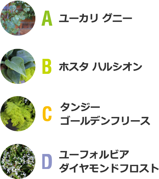 A ユーカリ グニー B ホスタ ハルシオン C タンジーゴールデンフリース D ユーフォルビアダイヤモンドフロスト