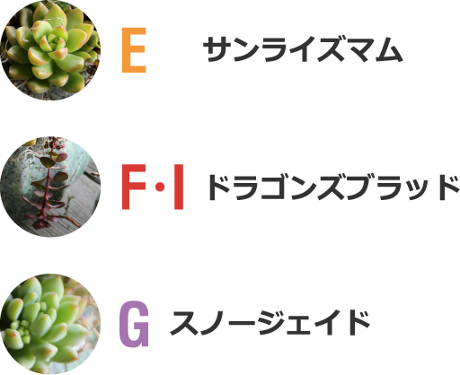 E サンライズマム F・I ドラゴンズブラッド G スノージェイド