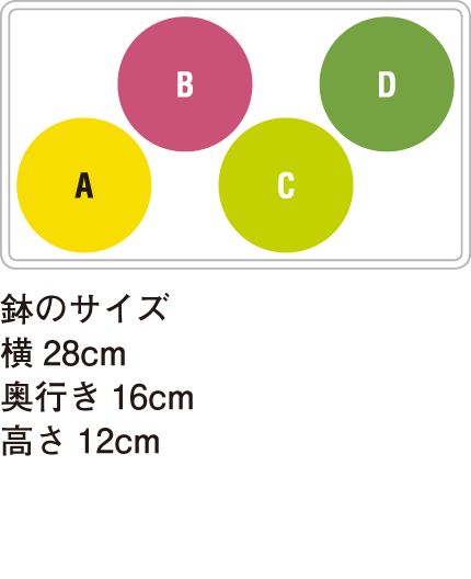 鉢のサイズ 横 28cm 奥行き 16cm 高さ 12cm