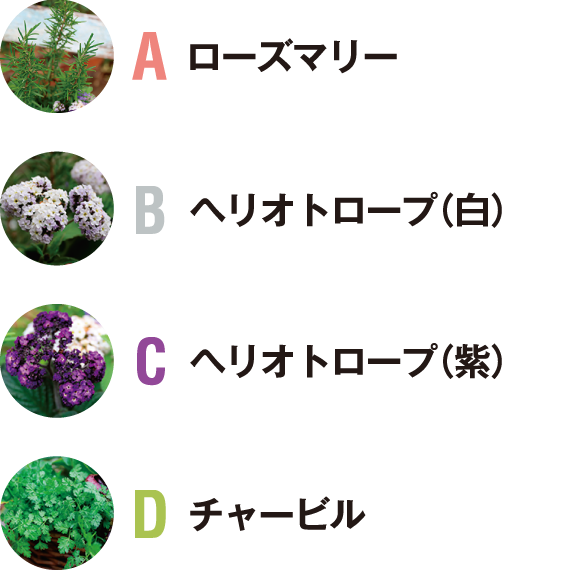 Aローズマリー,Bヘリオトロープ（白）,Cヘリオトロープ（紫）,Dチャービル