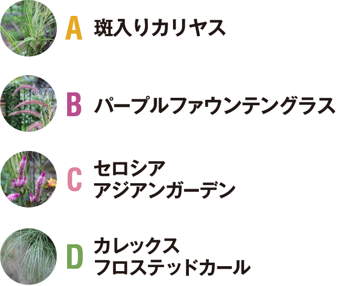 A 斑入りカリヤス／B パープルファウンテングラス／C セロシア アジアンガーデン／D カレックス フロステッドカール