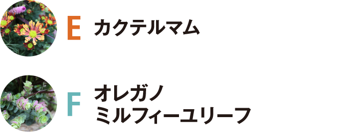 E カクテルマム／F オレガノ ミルフィーユリーフ