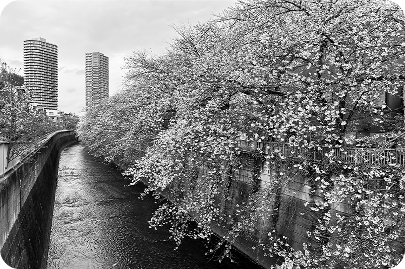 神田川沿いの桜並木の様子