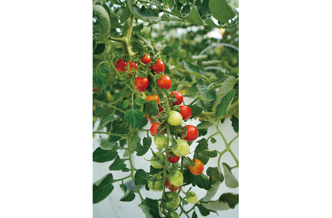 ミニトマトの写真