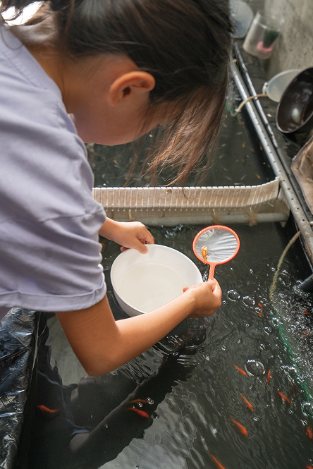 金魚掬いを楽しむ子供の写真