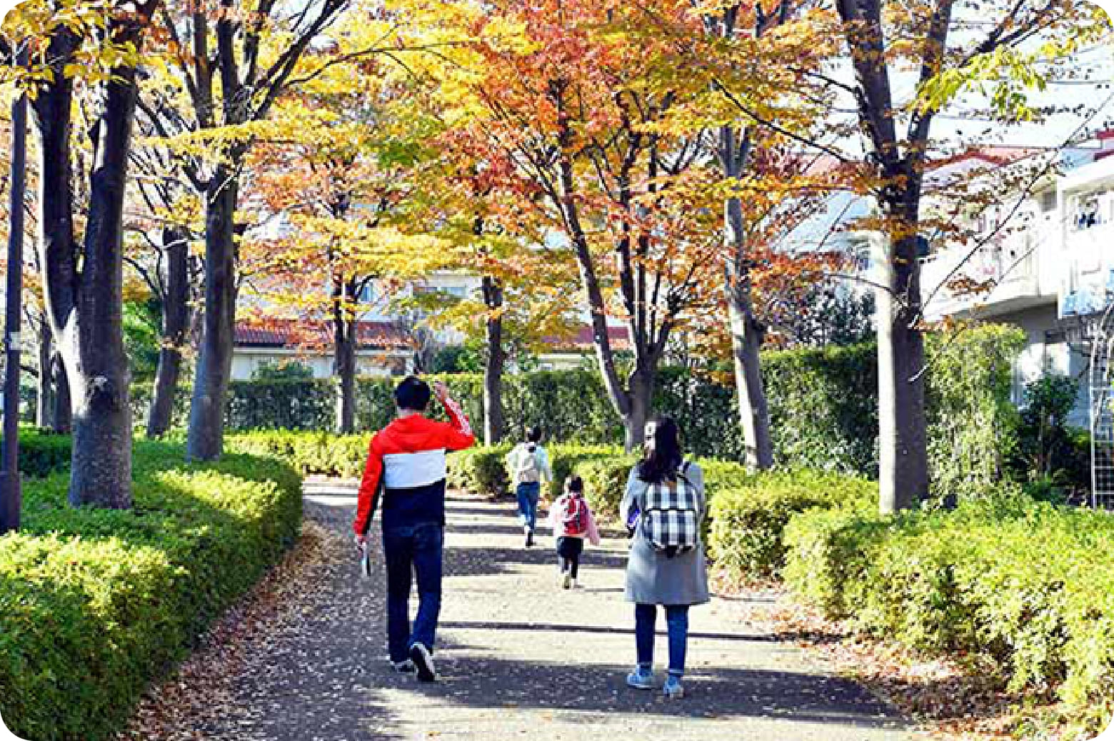 イチョウに彩られる諏訪・永山地区