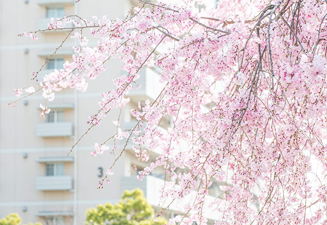 あふれ 桜