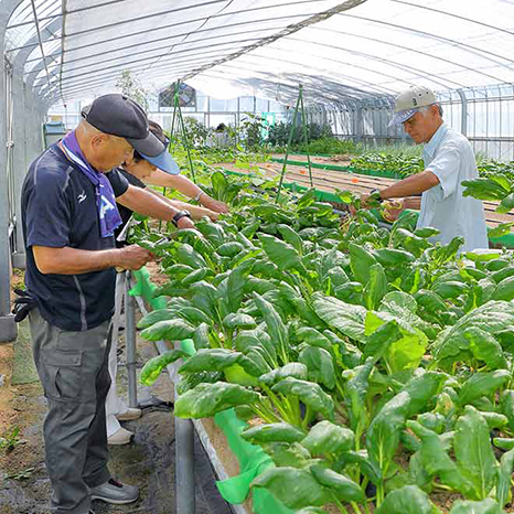 “育てる、食べる、売る”。野菜作りが生きがいになる団地の農場「日の里ファーム」イメージ画像