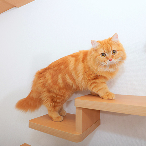 「ねころぶ住宅」が誕生！猫も飼い主もよろこぶ特別な住まいイメージ画像
