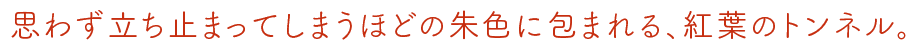 思わず立ち止まってしまうほどの朱色に包まれる、紅葉のトンネル。