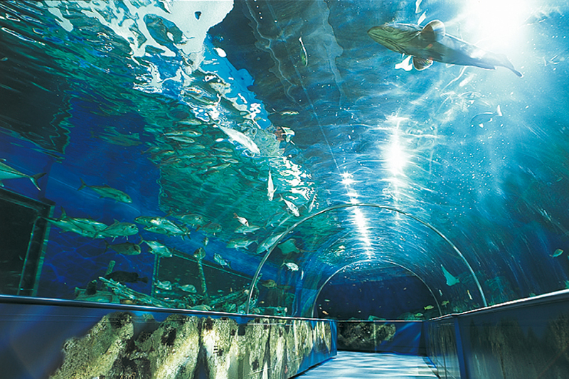 かわいい海の動物たちを間近で見ることができる「しながわ水族館」