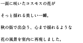 一面に咲いたコスモスの花が そっと揺れる美しい一瞬。秋の街で出会う、心まで揺れるような花の風景を室内に再現しました。