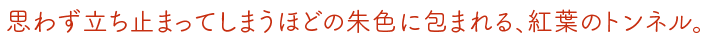 思わず立ち止まってしまうほどの朱色に包まれる、紅葉のトンネル。