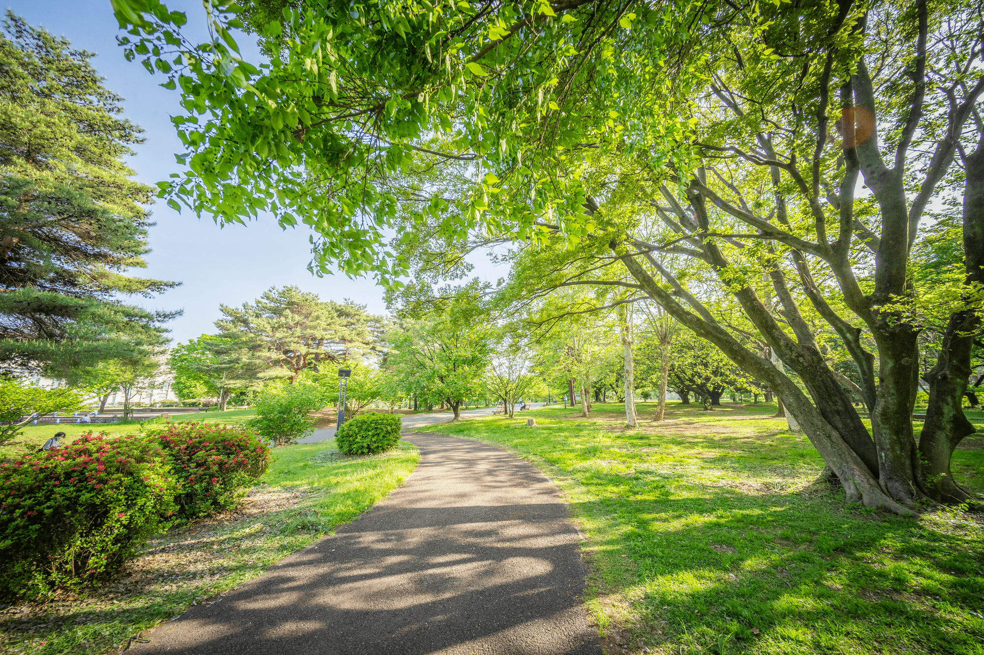 和光樹林公園のイメージ