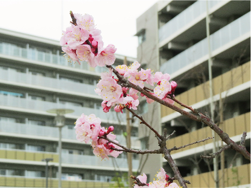 ワカヒサージュまちびらき　桜