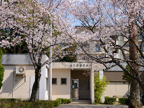 集会所の桜