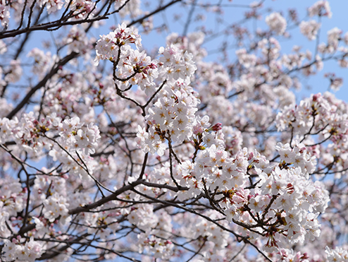 桜